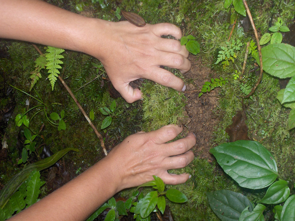 Uso del musgo en pesebres amenaza su existencia en el planeta – Minec