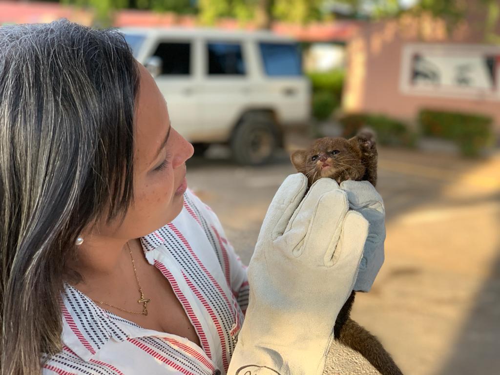 Minec y GNB rescataron cachorro de onza en Barcelona – Minec Minec y GNB rescataron cachorro de onza en Barcelona – Minec