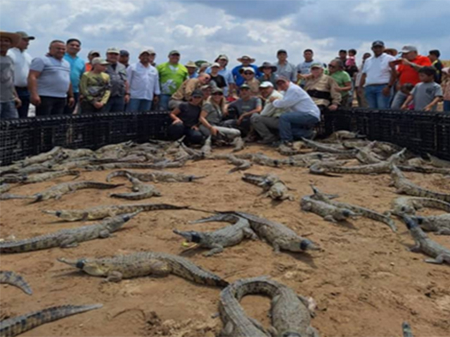 Liberados más de 200 caimanes del Orinoco en el cajón del Arauca apureño